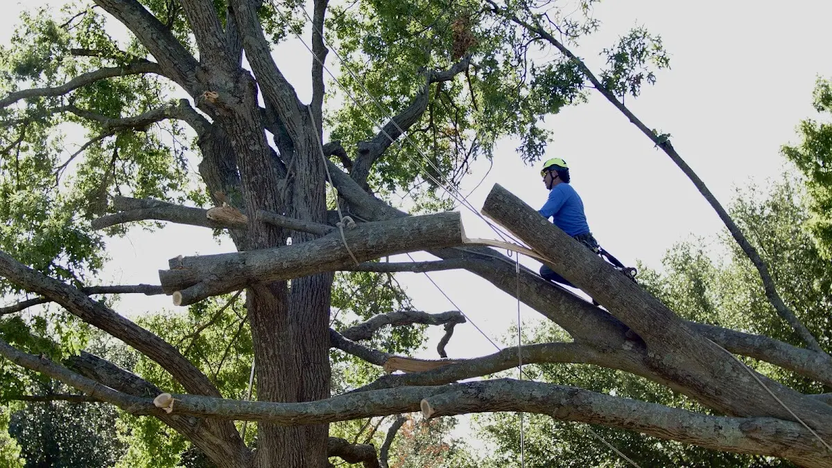 Professional Hazardous Tree Removal performed by certified arborists in New Athens