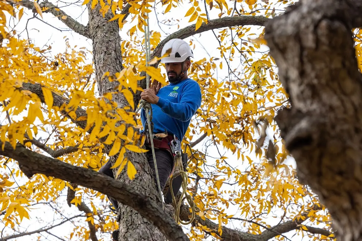 Skilled Storm Damage Cleanup crew working in New Athens
