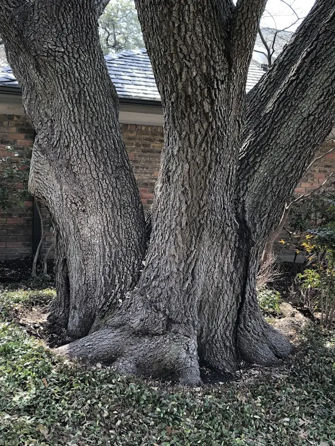 Mature heritage tree close to a New Athens property cared for by certified arborists